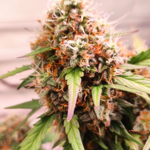 Red Banana Berry Auto #2 growlog timeline photo