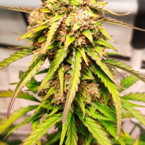 Red Banana Berry Auto #1 growlog timeline photo