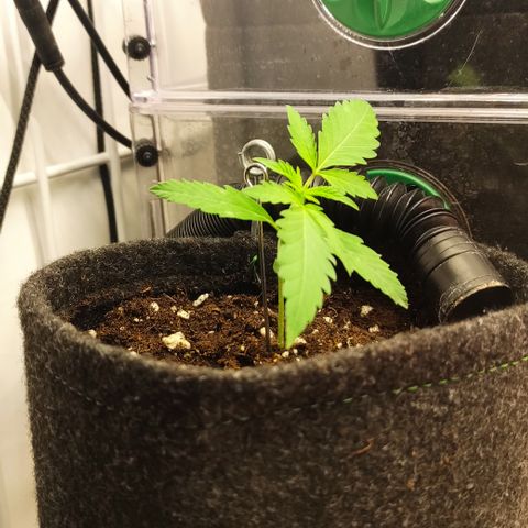 Blackberry Nuggets #2 growlog timeline photo