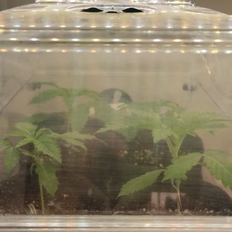 Blackberry Nuggets #2 growlog timeline photo