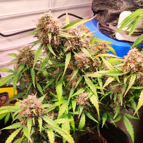 Red Banana Berry Auto #2 growlog timeline photo