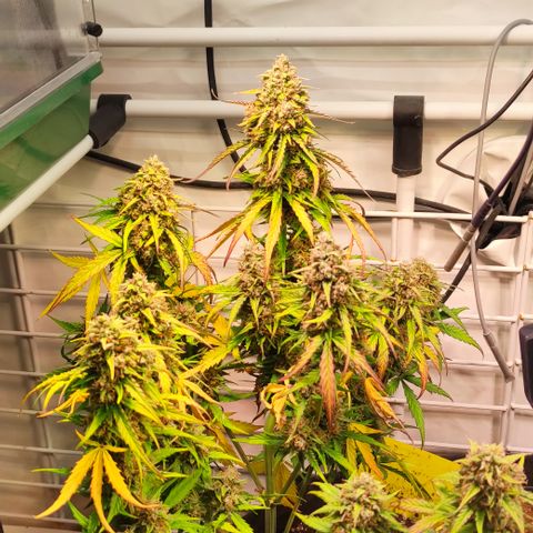 Red Banana Berry Auto #1 growlog timeline photo