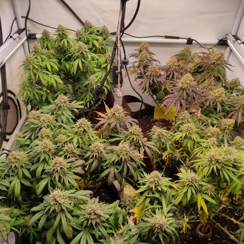Mandarine Jam #1 growlog timeline photo