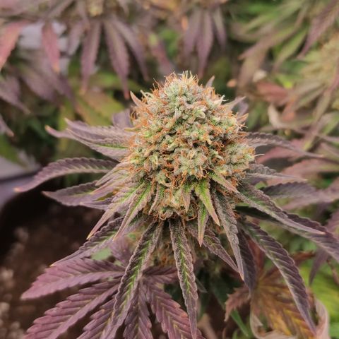 Mandarine Jam #4 growlog timeline photo