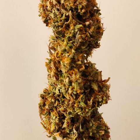 Runtz F1 Auto #1 growlog timeline photo
