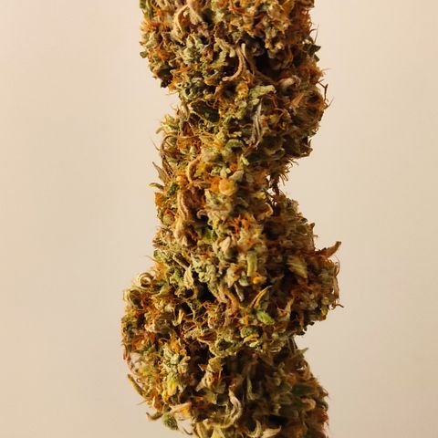 Runtz F1 Auto #1 growlog timeline photo