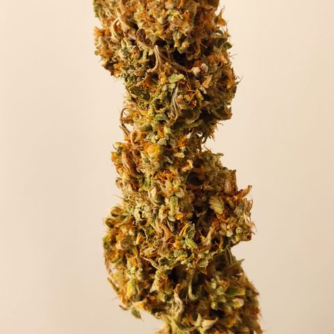 Runtz F1 Auto #1 growlog timeline photo