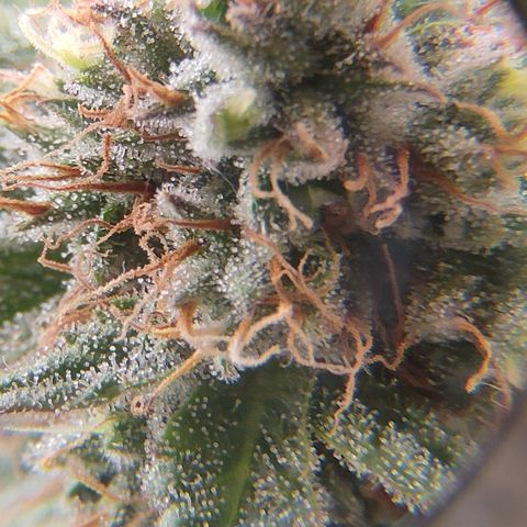 Mandarine Jam #1 growlog timeline photo
