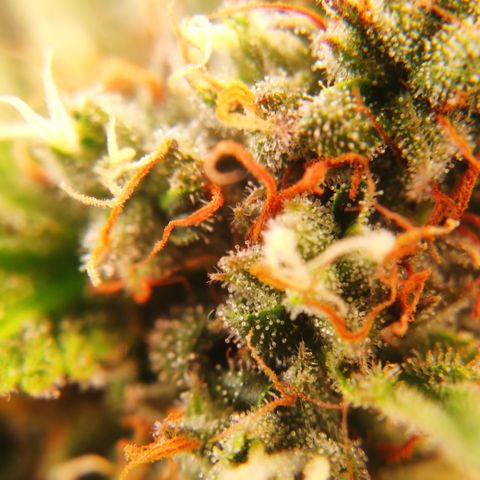 Mandarine Jam #1 growlog timeline photo