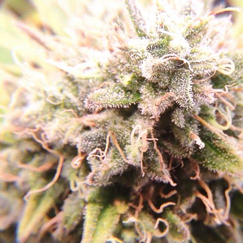 Mandarine Jam #2 growlog timeline photo