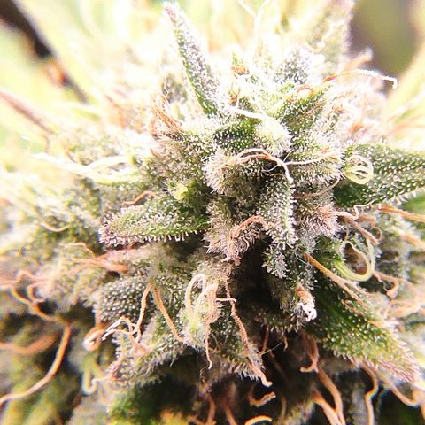 Mandarine Jam #2 growlog timeline photo
