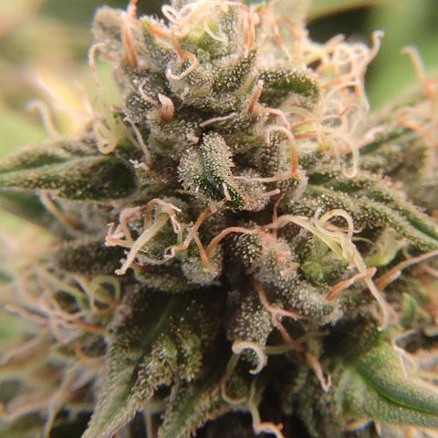 Mandarine Jam #3 growlog timeline photo