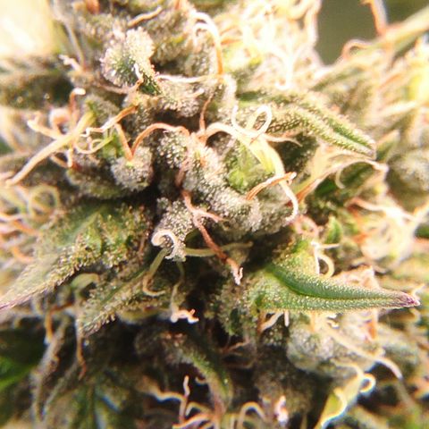 Mandarine Jam #3 growlog timeline photo