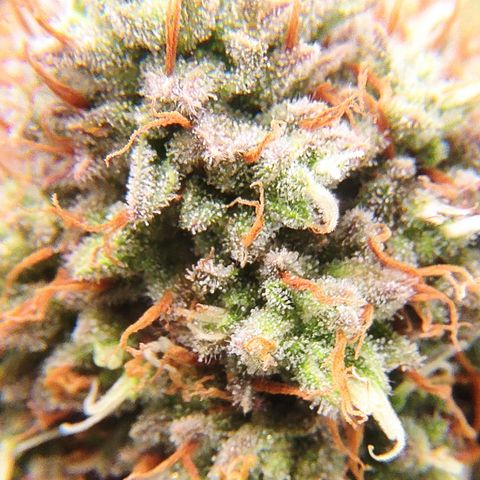 Mandarine Jam #4 growlog timeline photo