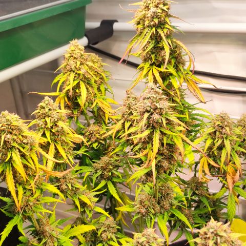 Red Banana Berry Auto #1 growlog timeline photo