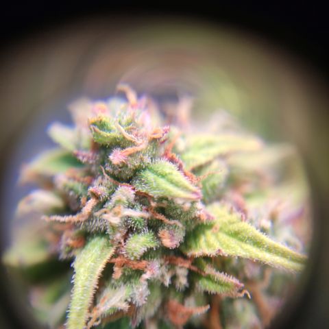 Red Banana Berry Auto #1 growlog timeline photo