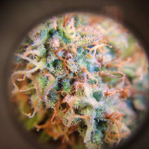 Red Banana Berry Auto #2 growlog timeline photo