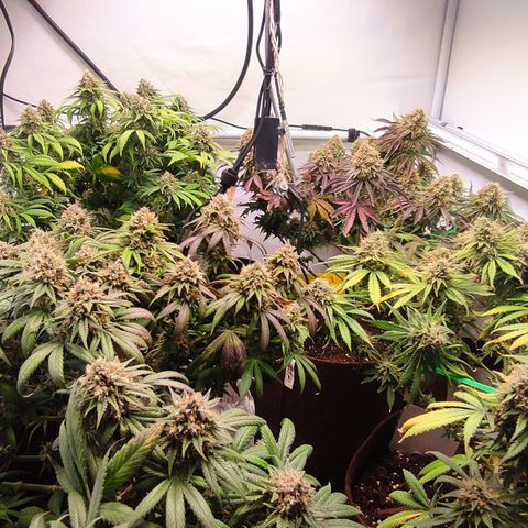 Mandarine Jam #1 growlog timeline photo
