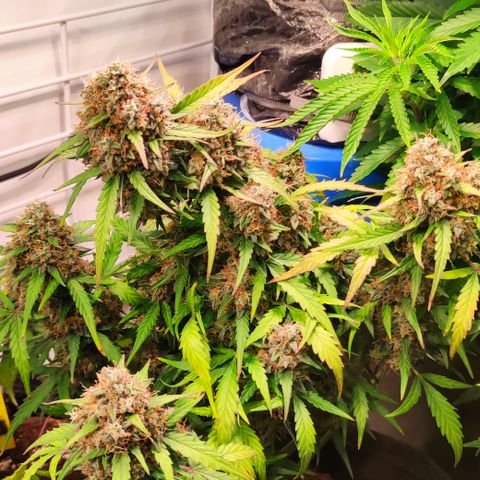Red Banana Berry Auto #2 growlog timeline photo