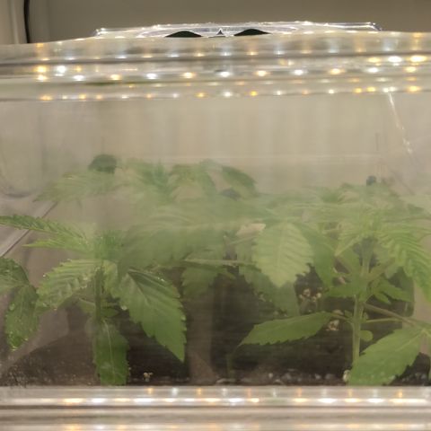 Blackberry Nuggets #2 growlog timeline photo