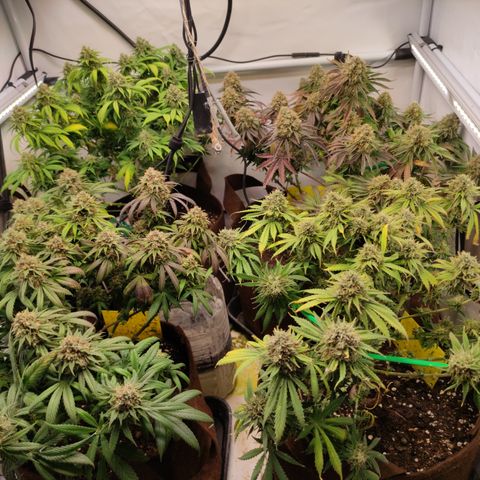 Mandarine Jam #1 growlog timeline photo