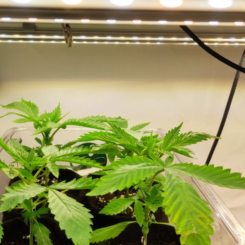 Blackberry Nuggets #2 growlog timeline photo