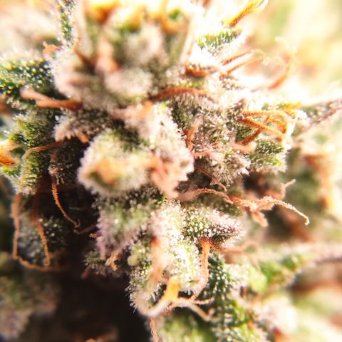 Mandarine Jam #1 growlog timeline photo