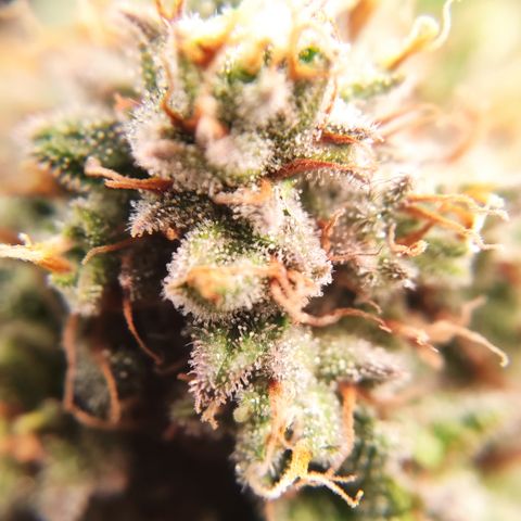 Mandarine Jam #1 growlog timeline photo