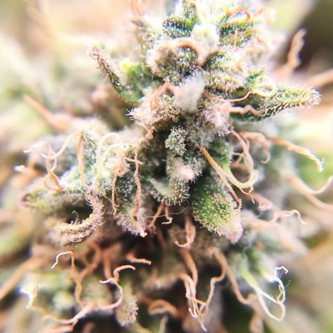 Mandarine Jam #2 growlog timeline photo