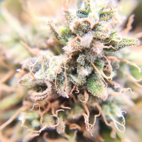 Mandarine Jam #2 growlog timeline photo