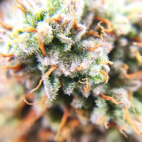 Mandarine Jam #4 growlog timeline photo