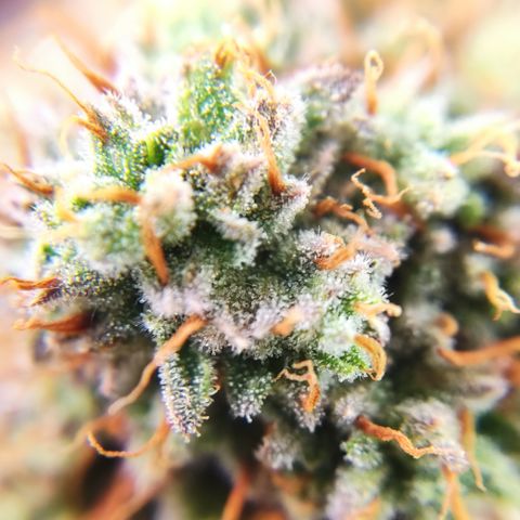 Mandarine Jam #4 growlog timeline photo