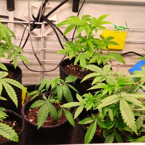 Blackberry Nuggets #2 growlog timeline photo