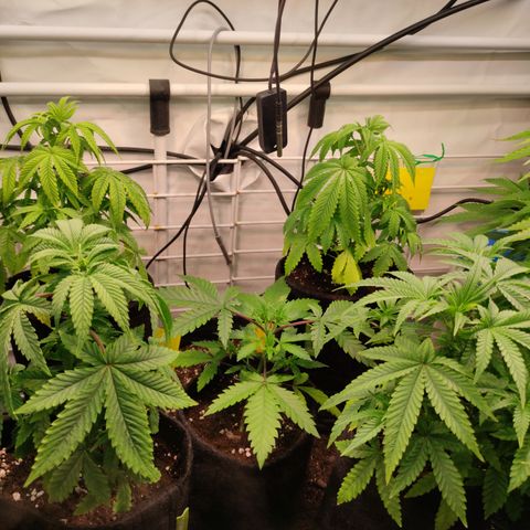 Blackberry Nuggets #2 growlog timeline photo