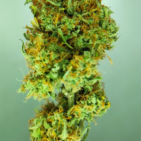 Red Banana Berry Auto #2 growlog timeline photo