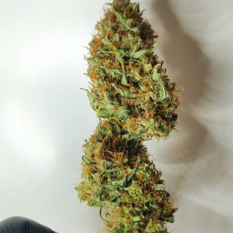 Red Banana Berry Auto #2 growlog timeline photo