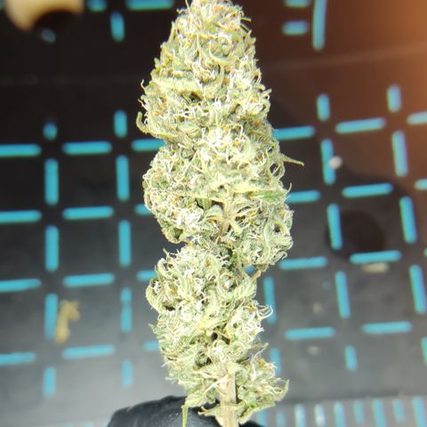 Mandarine Jam #3 growlog timeline photo