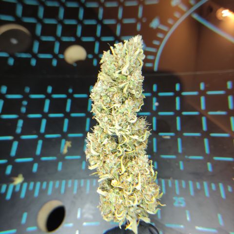 Red Banana Berry Auto #1 growlog timeline photo