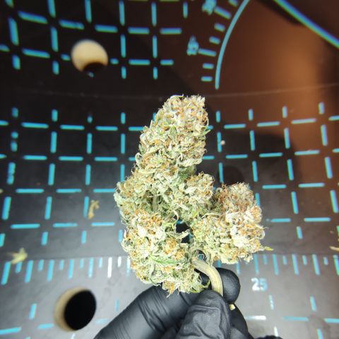 Mandarine Jam #1 growlog timeline photo