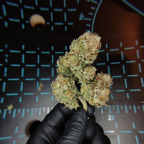 Mandarine Jam #1 growlog timeline photo