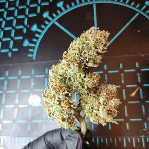 Mandarine Jam #1 growlog timeline photo