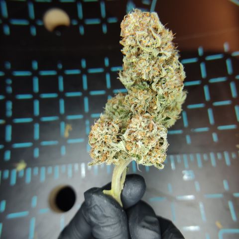 Mandarine Jam #1 growlog timeline photo