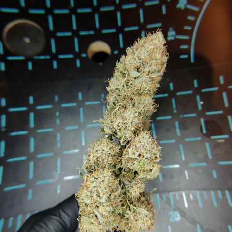 Mandarine Jam #4 growlog timeline photo