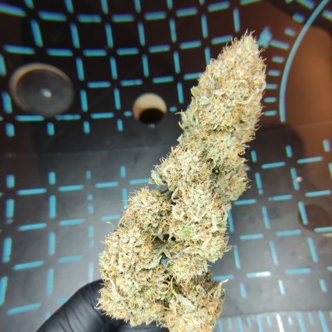 Mandarine Jam #4 growlog timeline photo