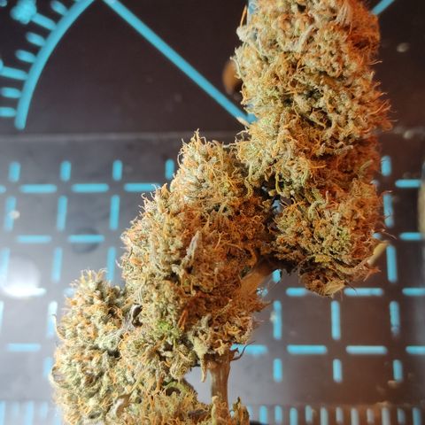 Mandarine Jam #4 growlog timeline photo