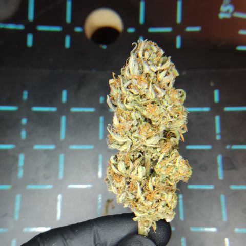 GMO Auto  growlog timeline photo