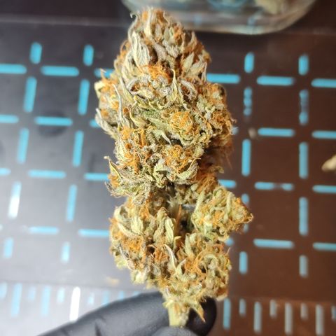 GMO Auto  growlog timeline photo