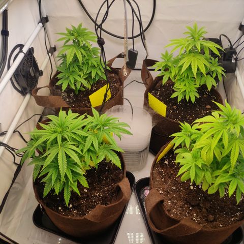 Blackberry Nuggets #2 growlog timeline photo