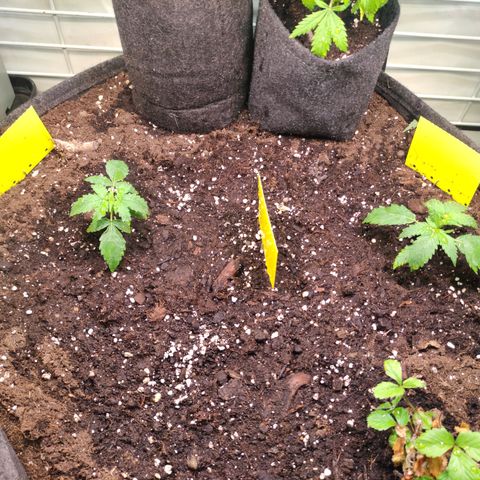 Runtz F1 Auto #2 growlog timeline photo