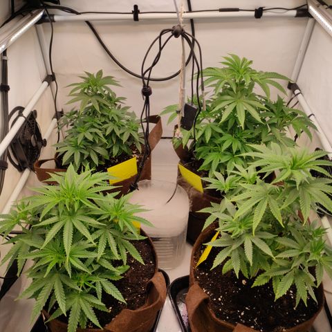 Blackberry Nuggets #2 growlog timeline photo